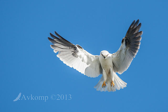 black shouldered kite 8452