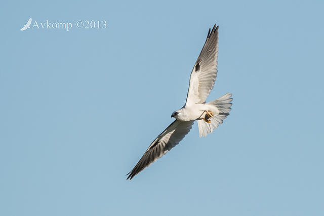 black shouldered kite 8494