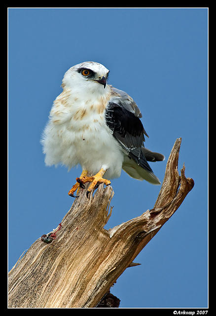 black shouldered kite sub adult 166