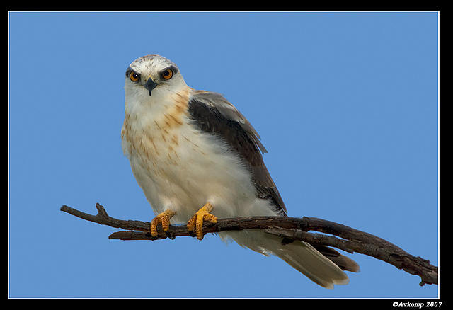 black shouldered kite sub adult 267a