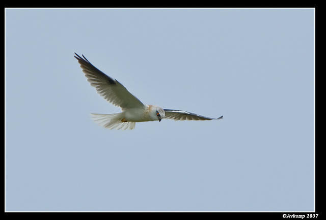 black shouldered kite sub adult 279