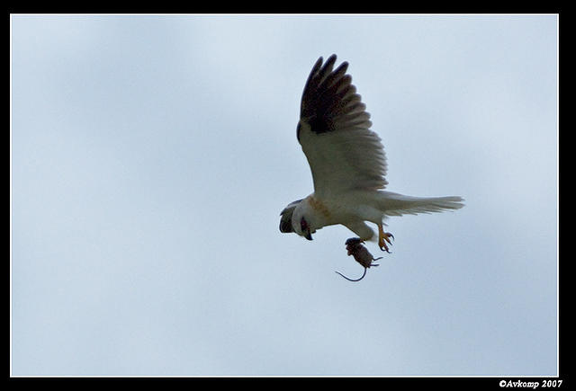 black shouldered kite sub adult 286