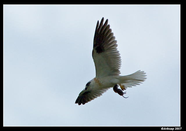 black shouldered kite sub adult 287