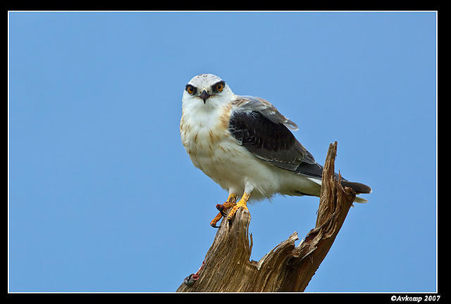 black shouldered kite sub adult 311