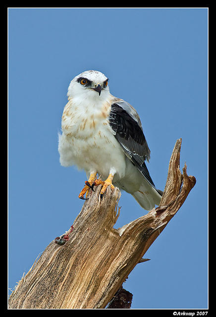 black shouldered kite sub adult 315