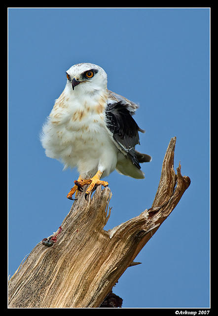 black shouldered kite sub adult 317