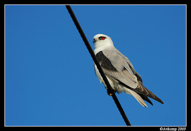 black shouldered kite4799