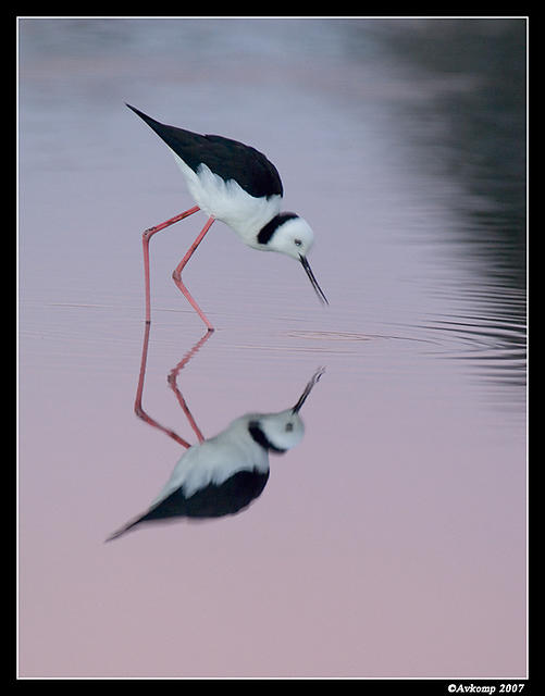 black shouldered stilt 0001