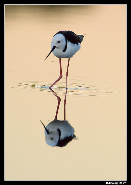 black shouldered stilt 0004