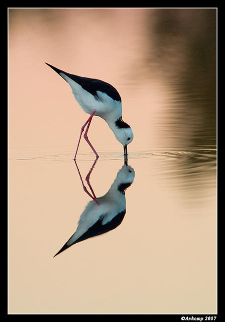 black shouldered stilt 0005