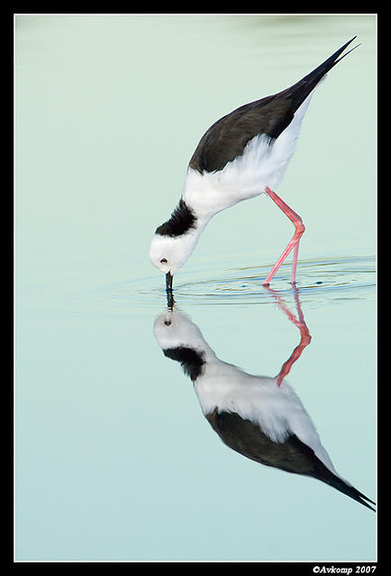 black shouldered stilt 0007