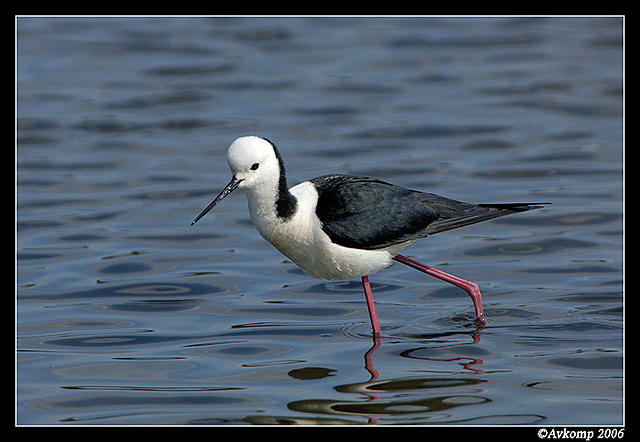 black shouldered stilt 6