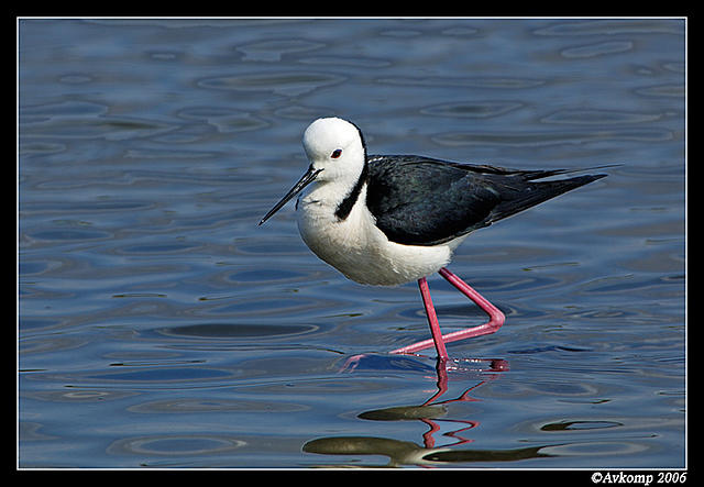 black shouldered stilt 7