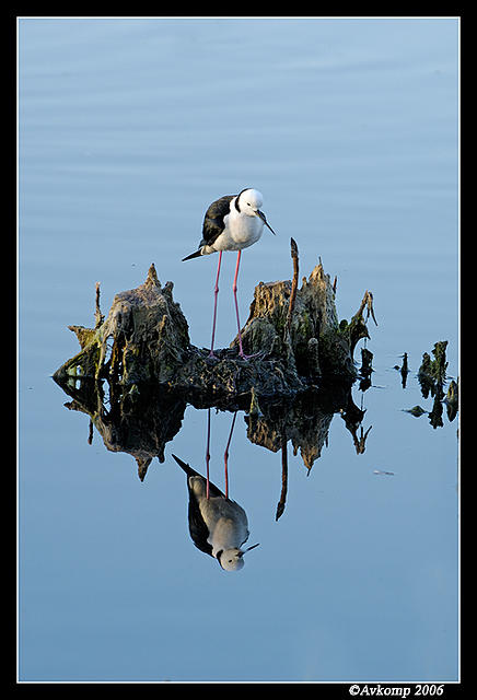 black shouldered stilt and nest 69