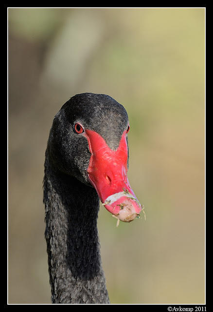 black swan 0466