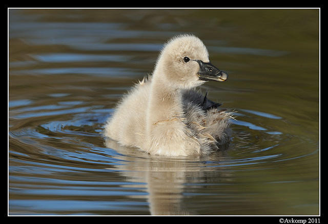 black swan 0477