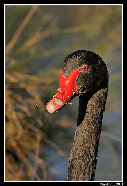 black swan 0483