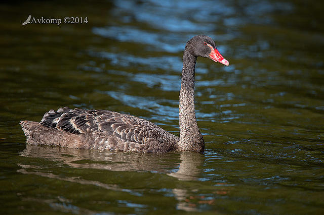 black swan 11667