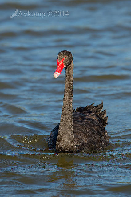 black swan 12711