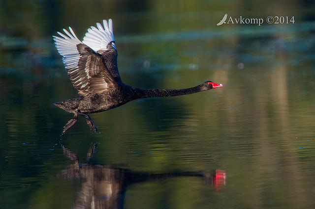 black swan 13045