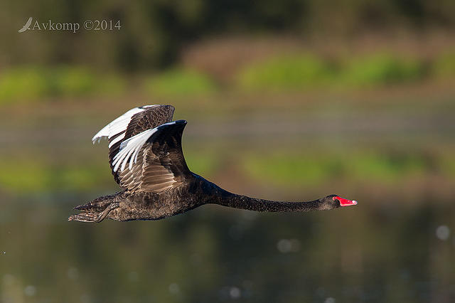 black swan 13046