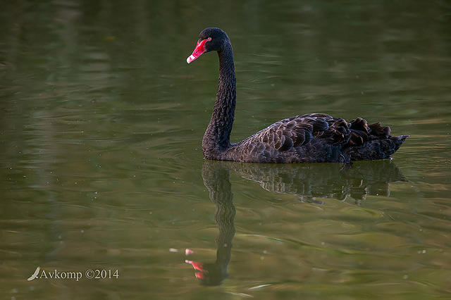 black swan 15007