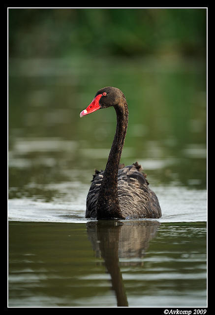 black swan 3767