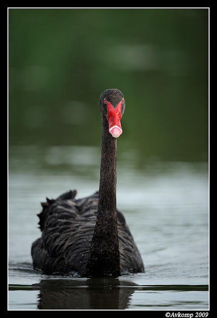 black swan 3768