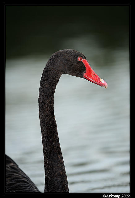 black swan 3769