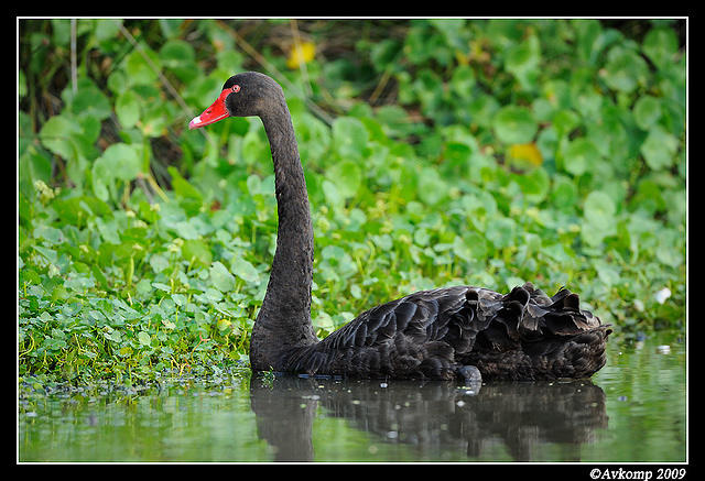 black swan 3773