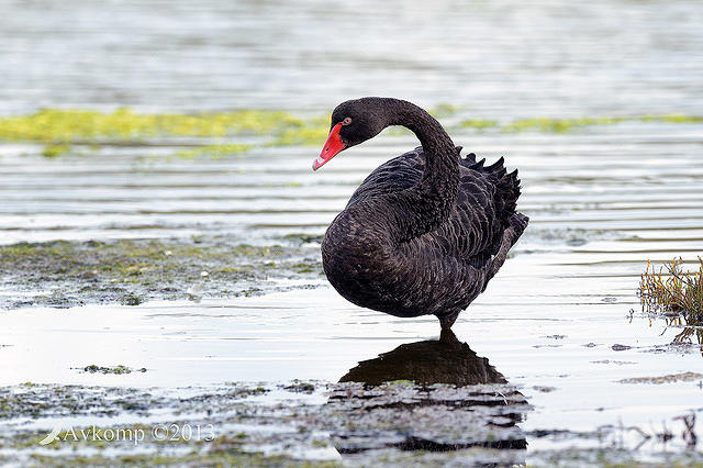 black swan 6143