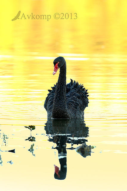 black swan6473