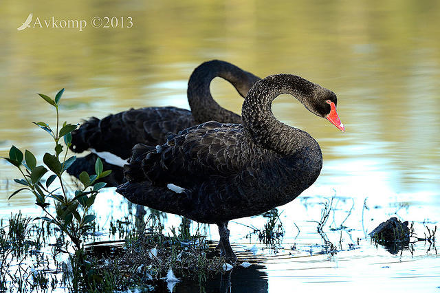 black swan6480