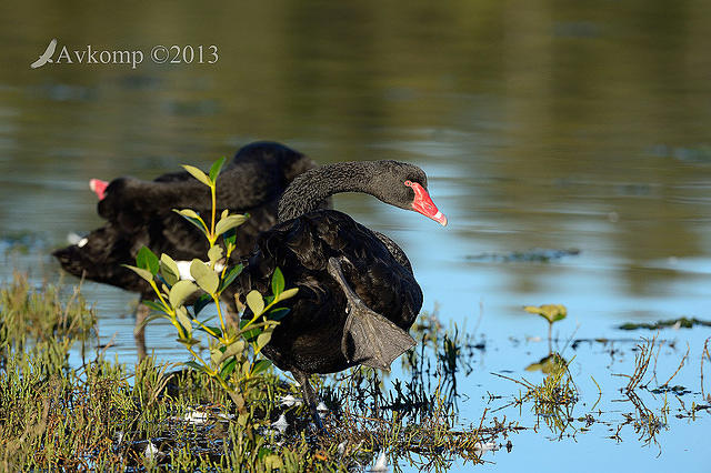 black swan6488