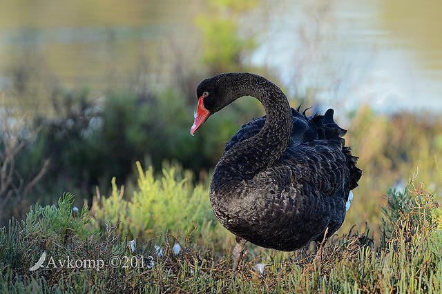 black swan6491