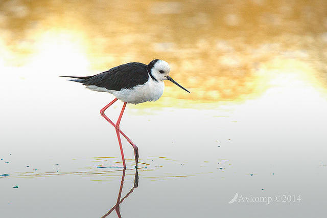 black winged stilt 13034