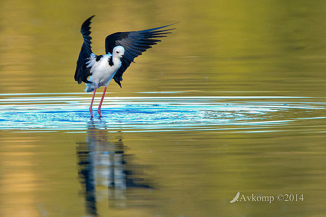 black winged stilt 13038