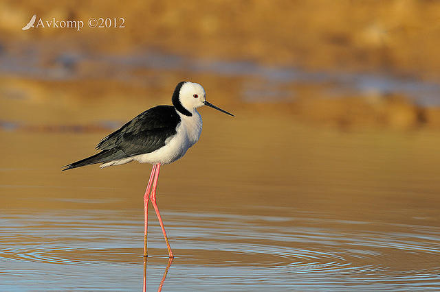 black winged stilt 4617