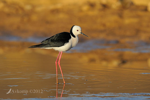 black winged stilt 4619