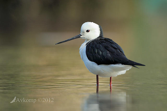 black winged stilt 5074