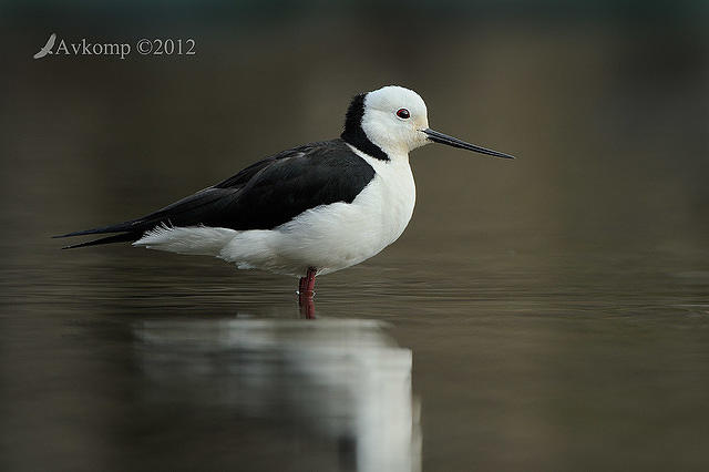 black winged stilt 5097