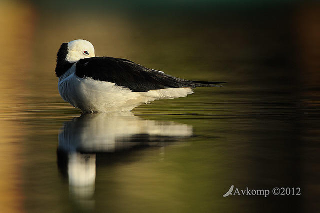 black winged stilt 5120