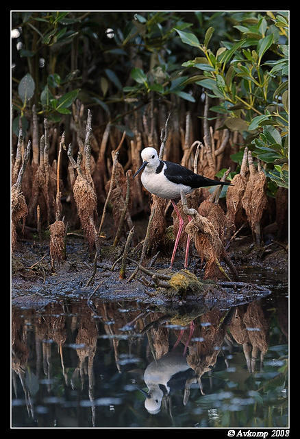 black winged stilt 2841