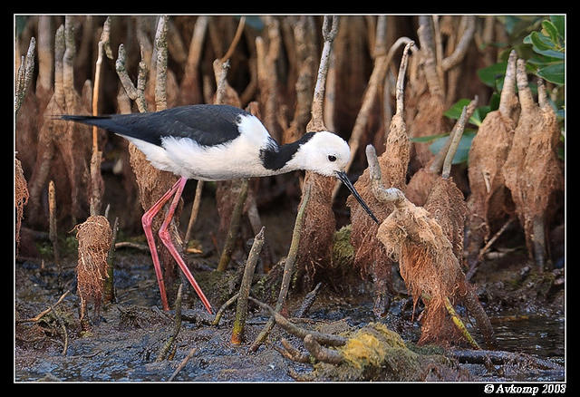 black winged stilt 2842 cropped