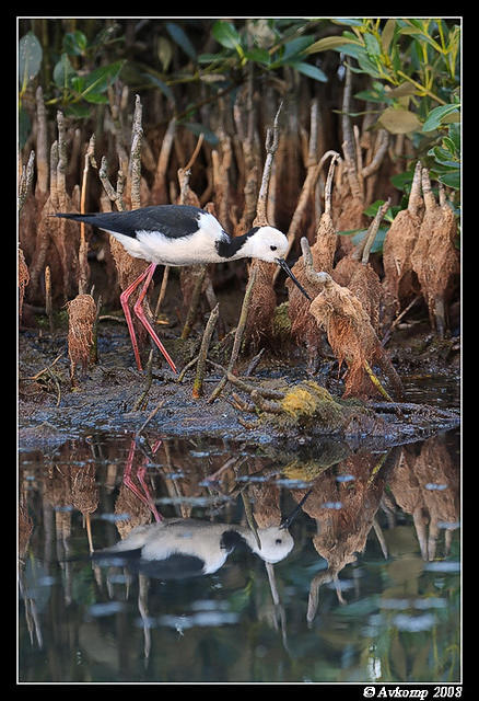 black winged stilt 2842