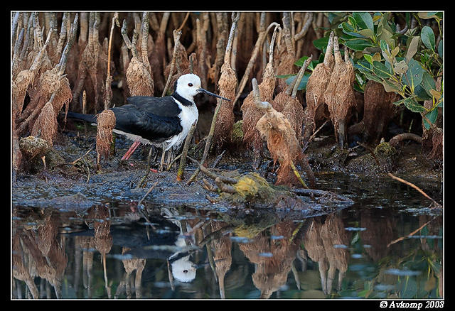 black winged stilt 2844