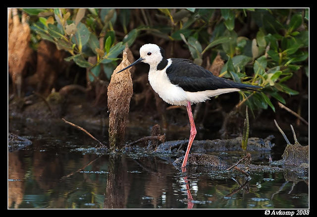 black winged stilt 2847