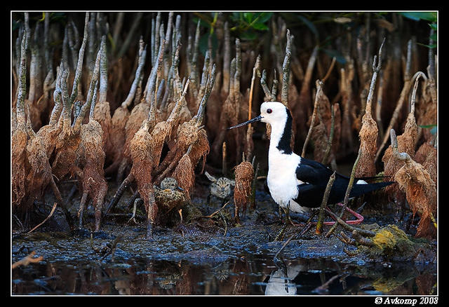 black winged stilt 2851