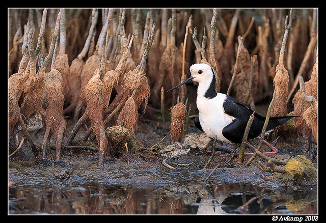 black winged stilt 2852