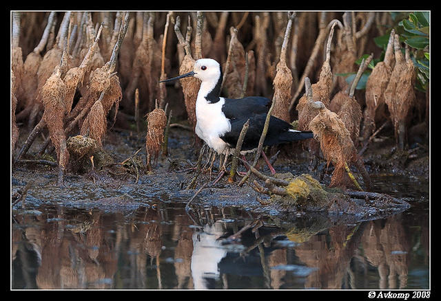 black winged stilt 2858